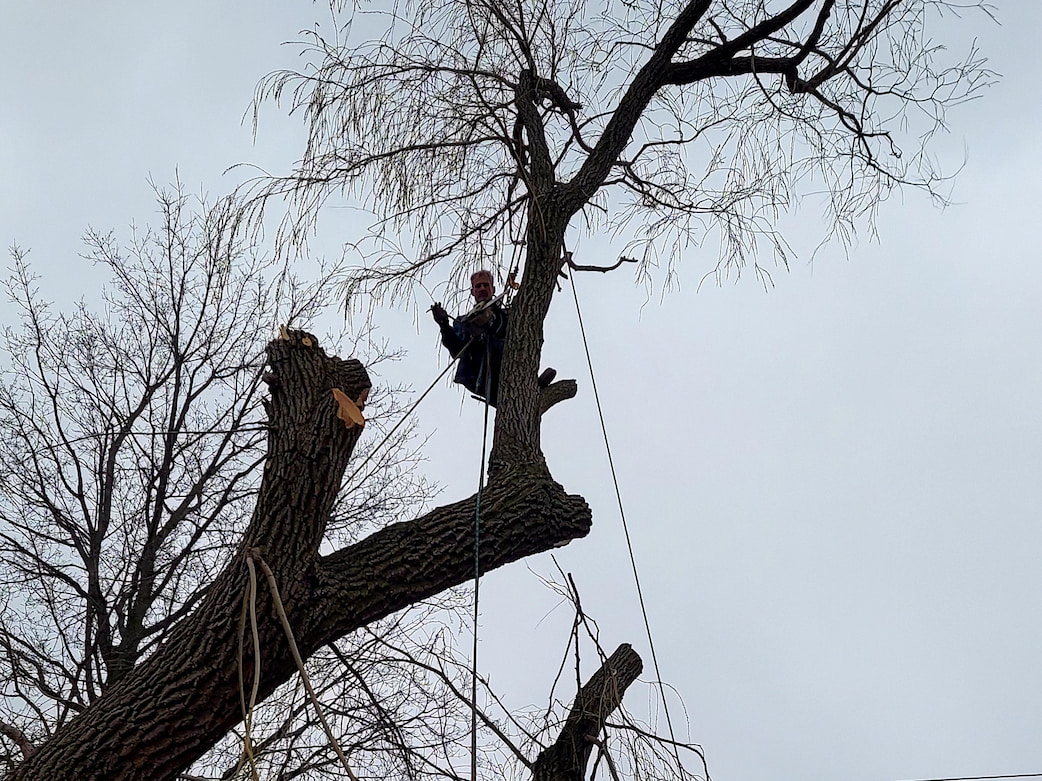 tree removal cudahy